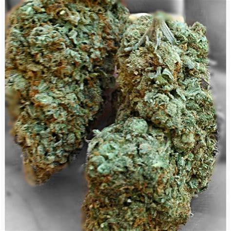 bg kush|Bubblegum Kush Marijuana Strain, AKA Bubba Gum Kush